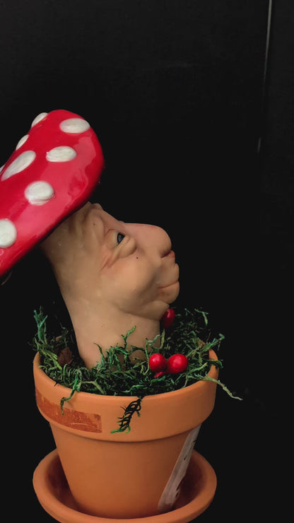 Amanita Muscaria